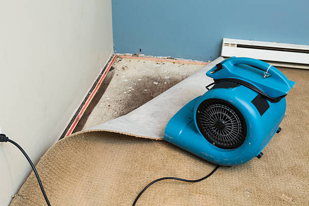 Best Basement water damage restoration  in Kenosha, WI